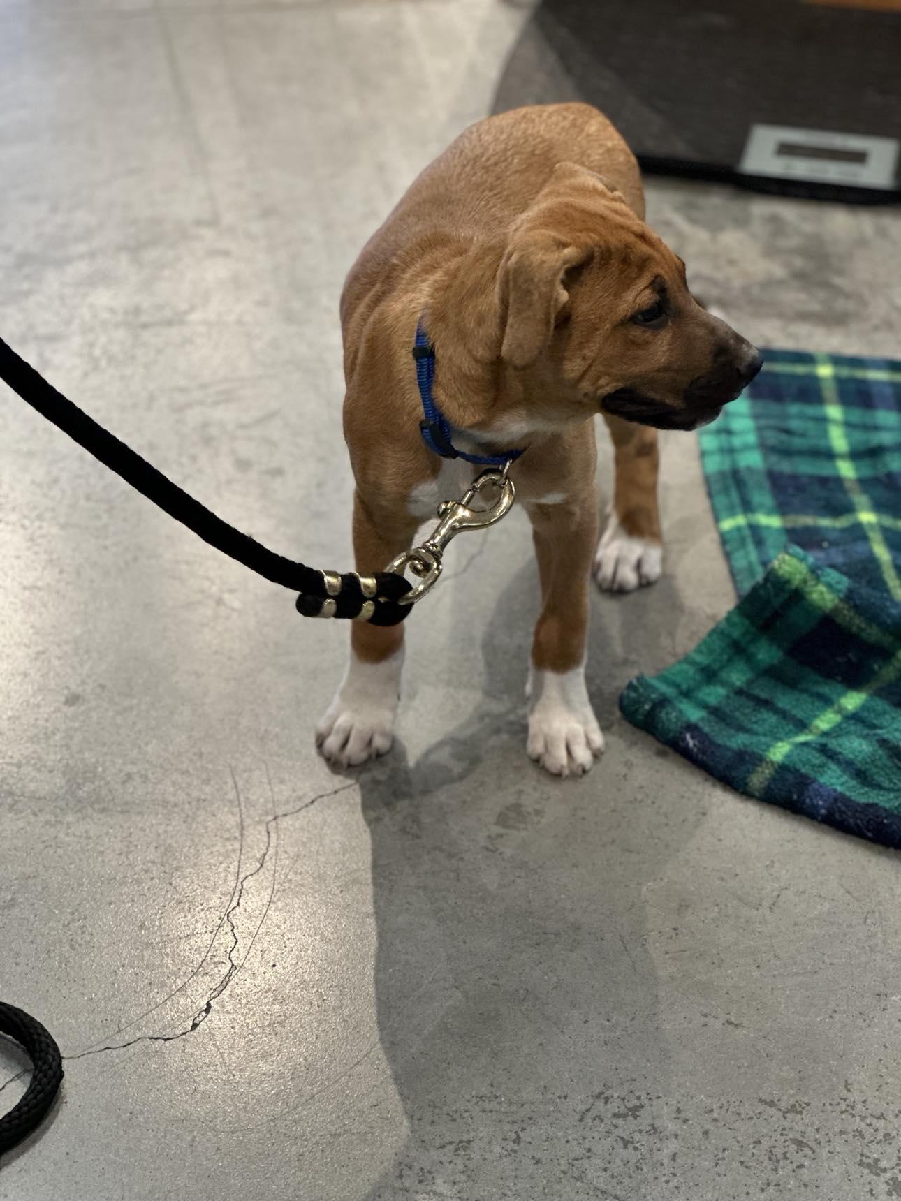 Enlarge Hutto TX Ranch Puppies, a Adoptable mixed breed in Lockhart, TX image 3/6