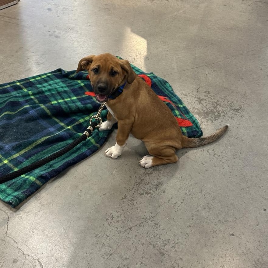 Enlarge Hutto TX Ranch Puppies, a Adoptable mixed breed in Lockhart, TX image 4/6