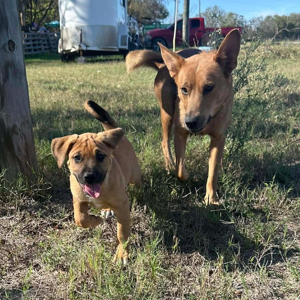 Enlarge Hutto TX Ranch Puppies, a Adoptable mixed breed in Lockhart, TX image 2/6