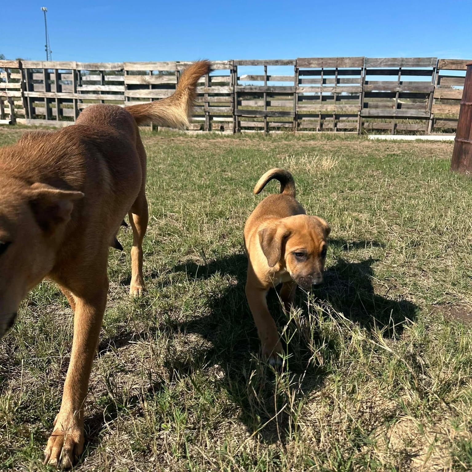 Enlarge Hutto TX Ranch Puppies, a Adoptable mixed breed in Lockhart, TX image 6/6