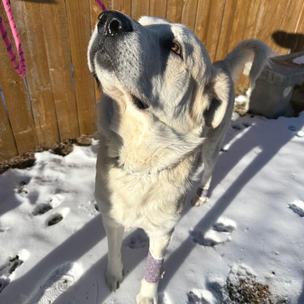 Alfredo, Adoptable, Adult Male Great Pyrenees & Mixed Breed.