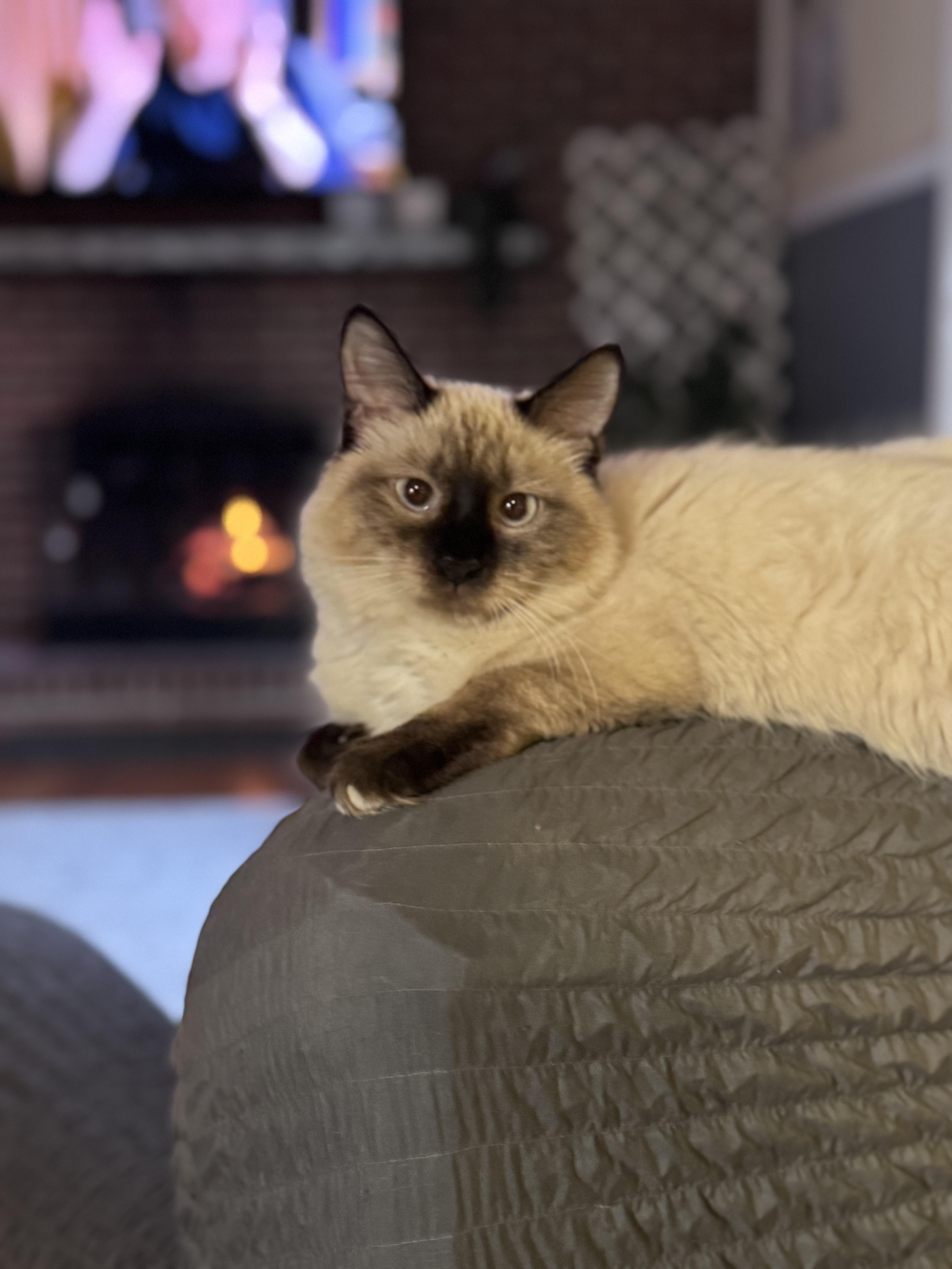 Ebony and Mooney, a Adoptable Domestic Short Hair in Chesapeake Beach, MD image 3/4