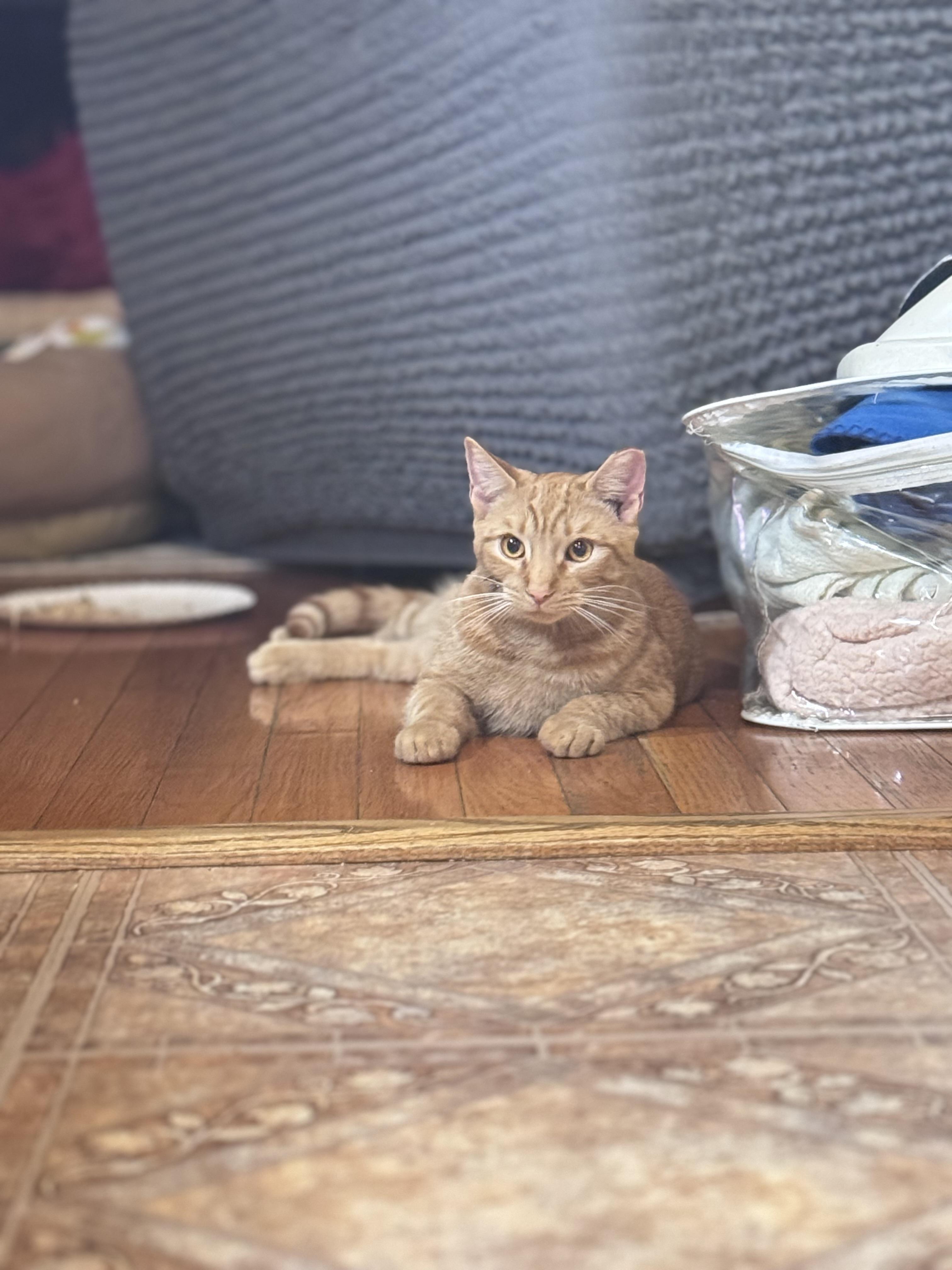 Ebony and Mooney, a Adoptable Domestic Short Hair in Chesapeake Beach, MD image 4/4