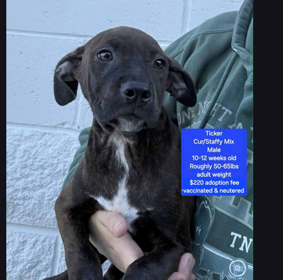 Enlarge Ticker, a ADOPTABLE mixed breed in Oviedo, FL image 1/1