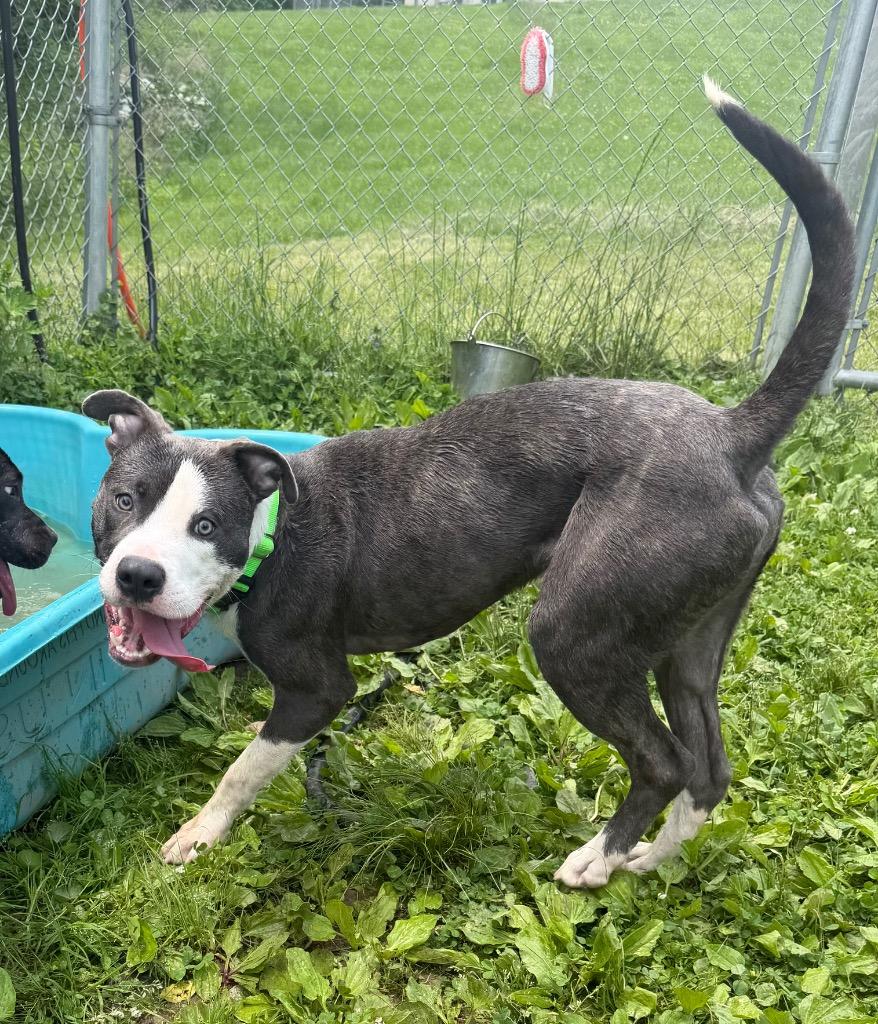 River, a Adoptable mixed breed in Hyde Park, NY image 1/5