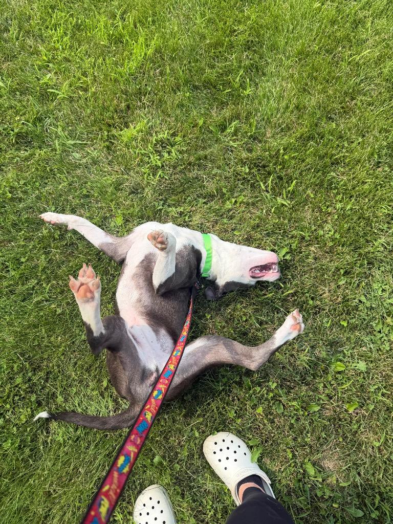 River, a Adoptable mixed breed in Hyde Park, NY image 3/5
