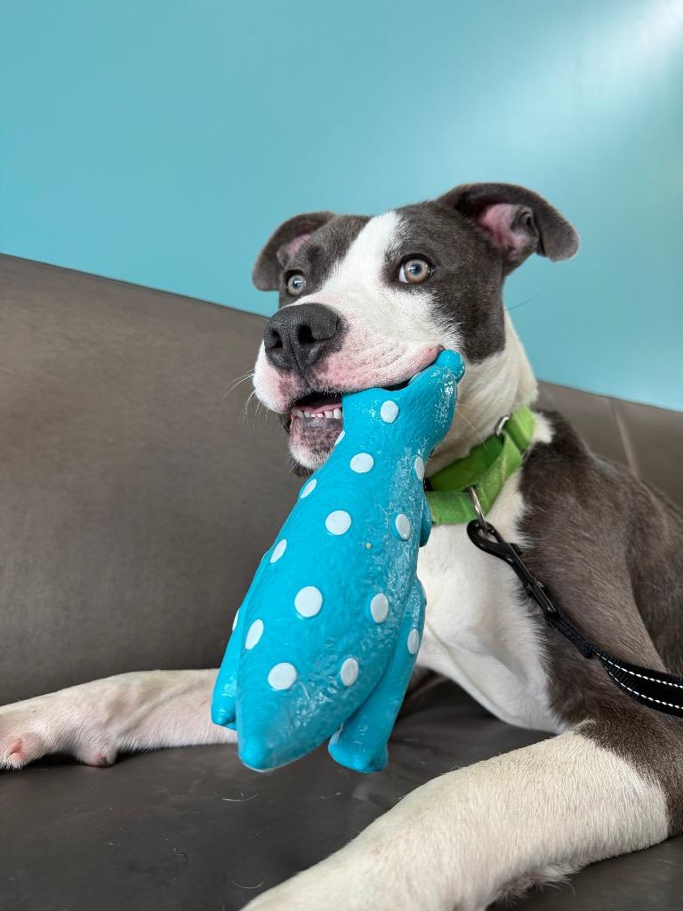 River, a Adoptable mixed breed in Hyde Park, NY image 5/5