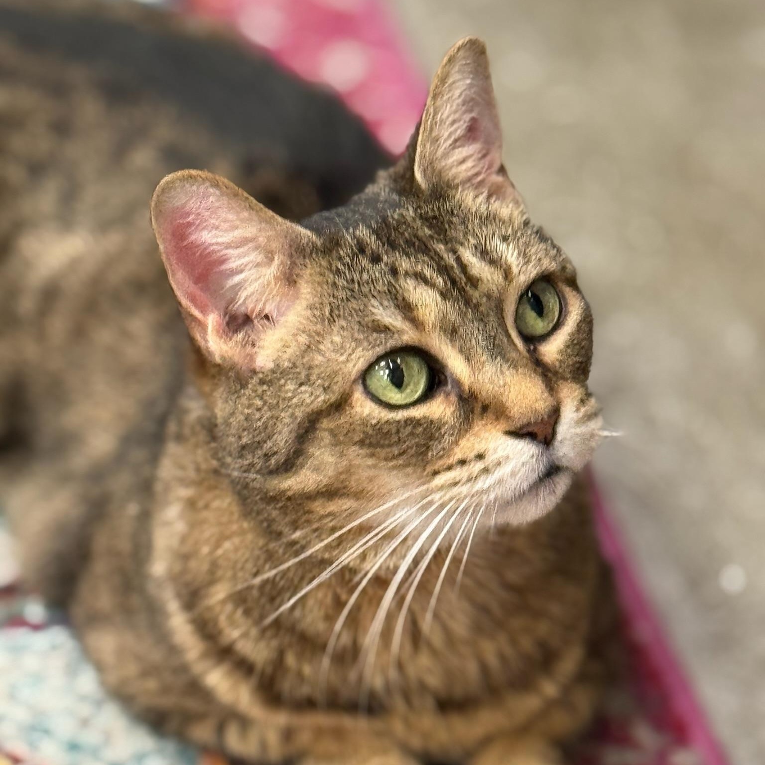 Dominique, Adoptable, Adult Female Domestic Short Hair.