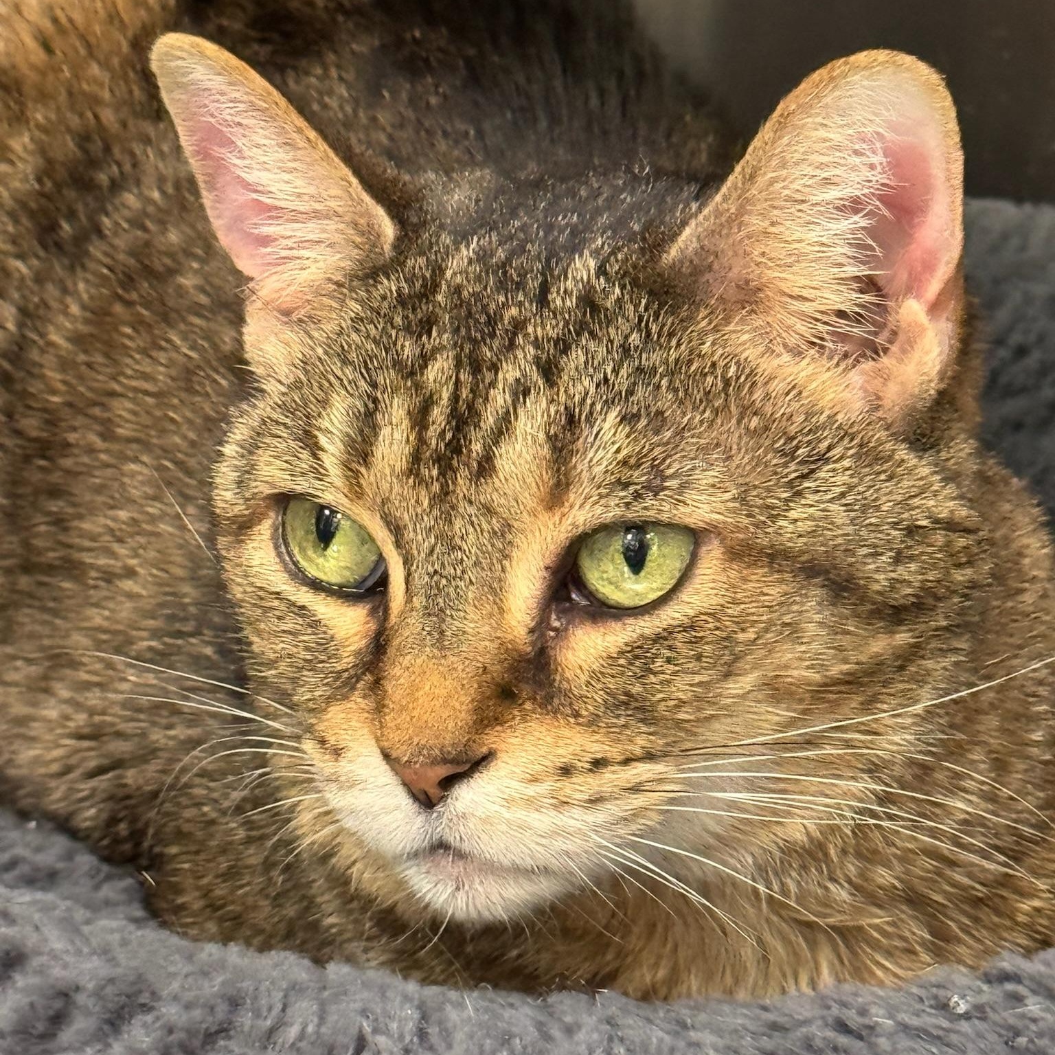 Enlarge Dominique, a Adoptable Domestic Short Hair in Clearwater, FL image 4/5