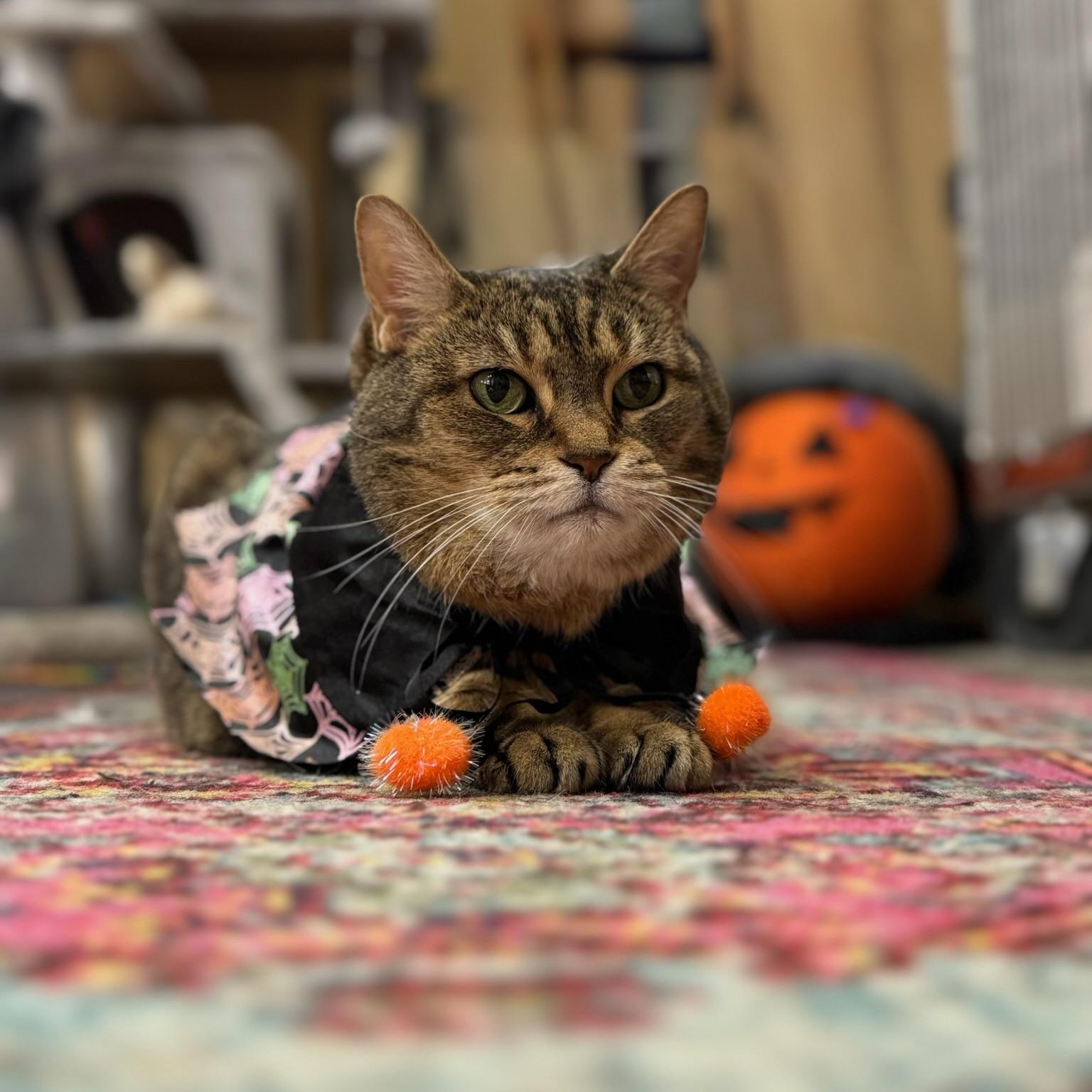 Enlarge Dominique, a Adoptable Domestic Short Hair in Clearwater, FL image 1/5