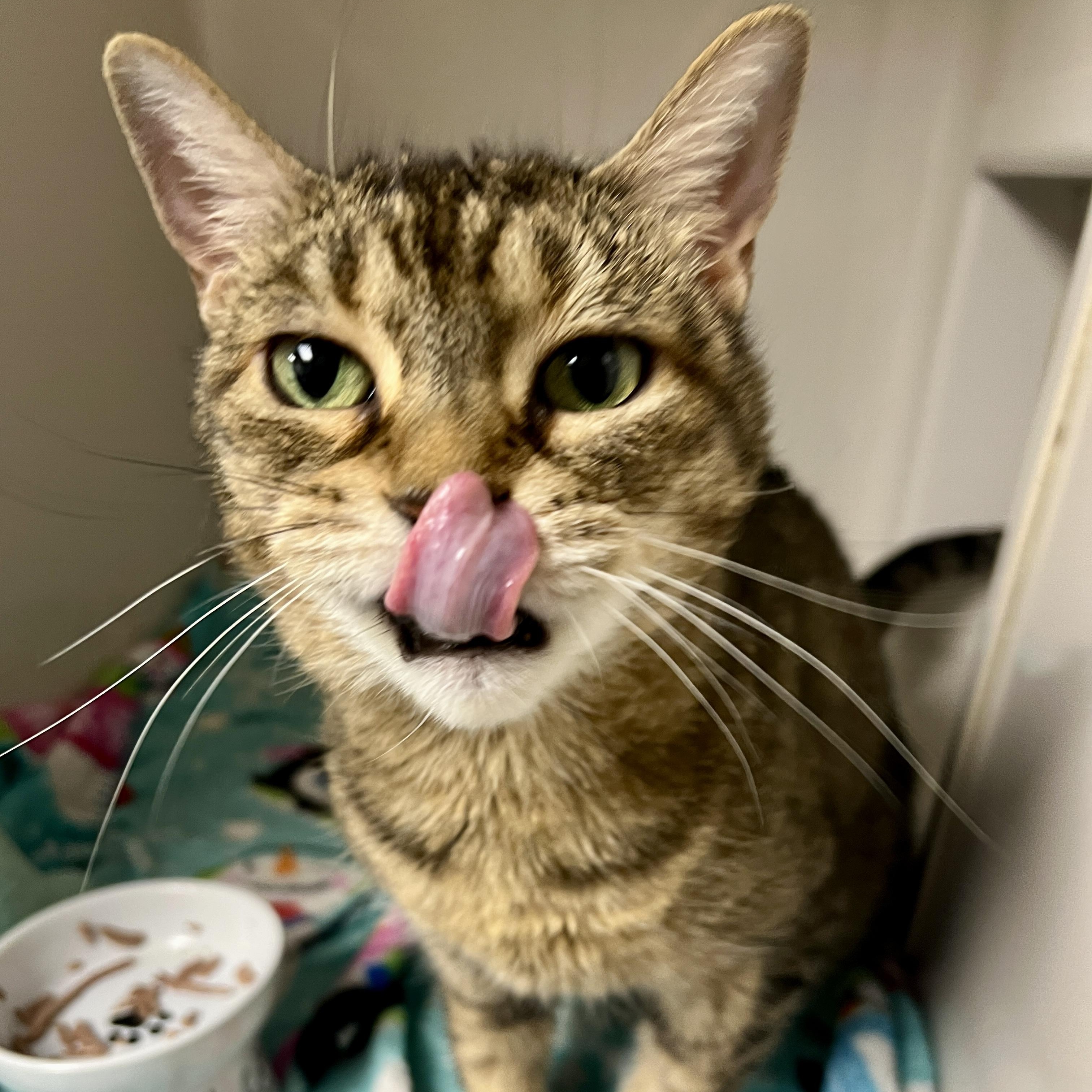 Enlarge Dominique, a Adoptable Domestic Short Hair in Clearwater, FL image 3/5