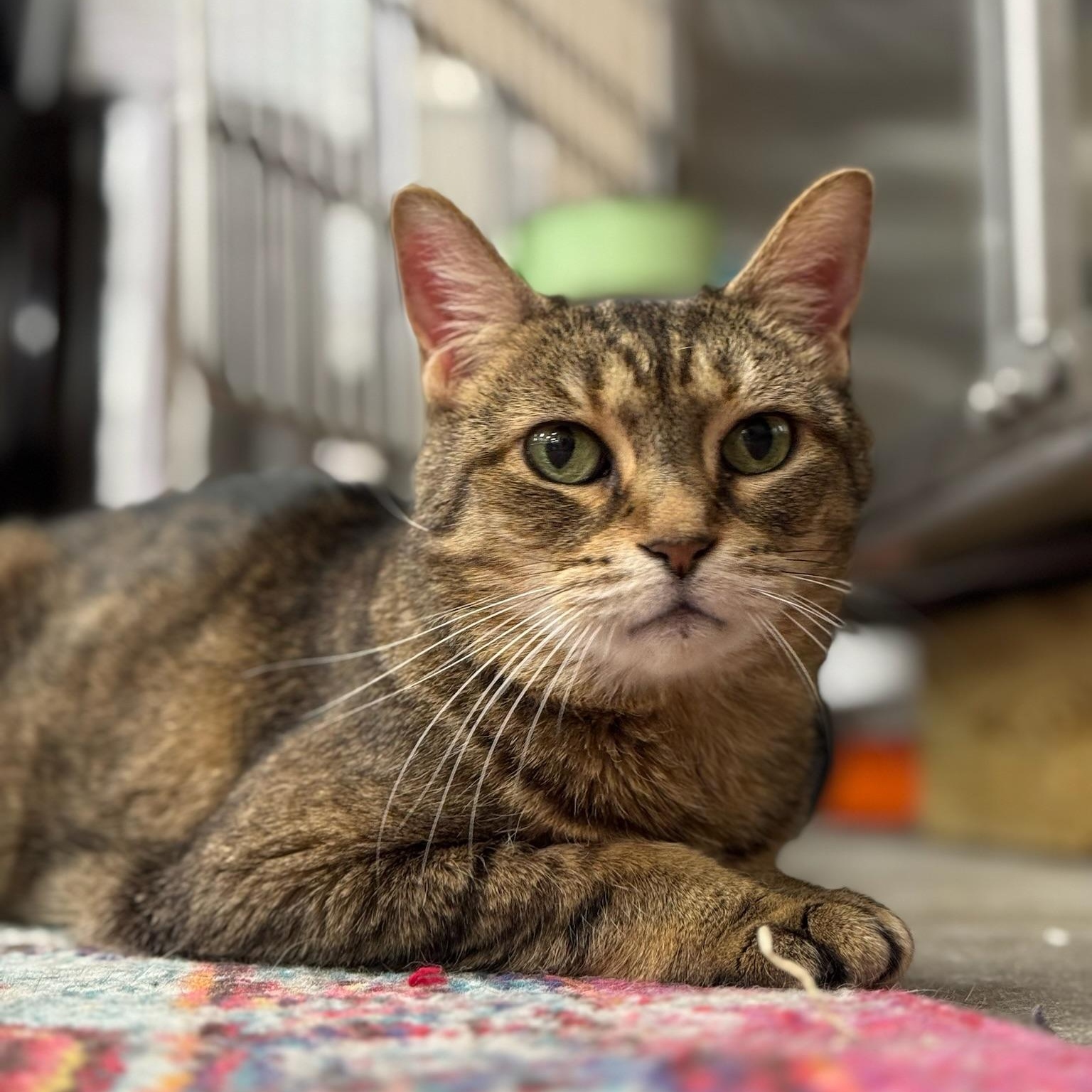 Enlarge Dominique, a Adoptable Domestic Short Hair in Clearwater, FL image 5/5