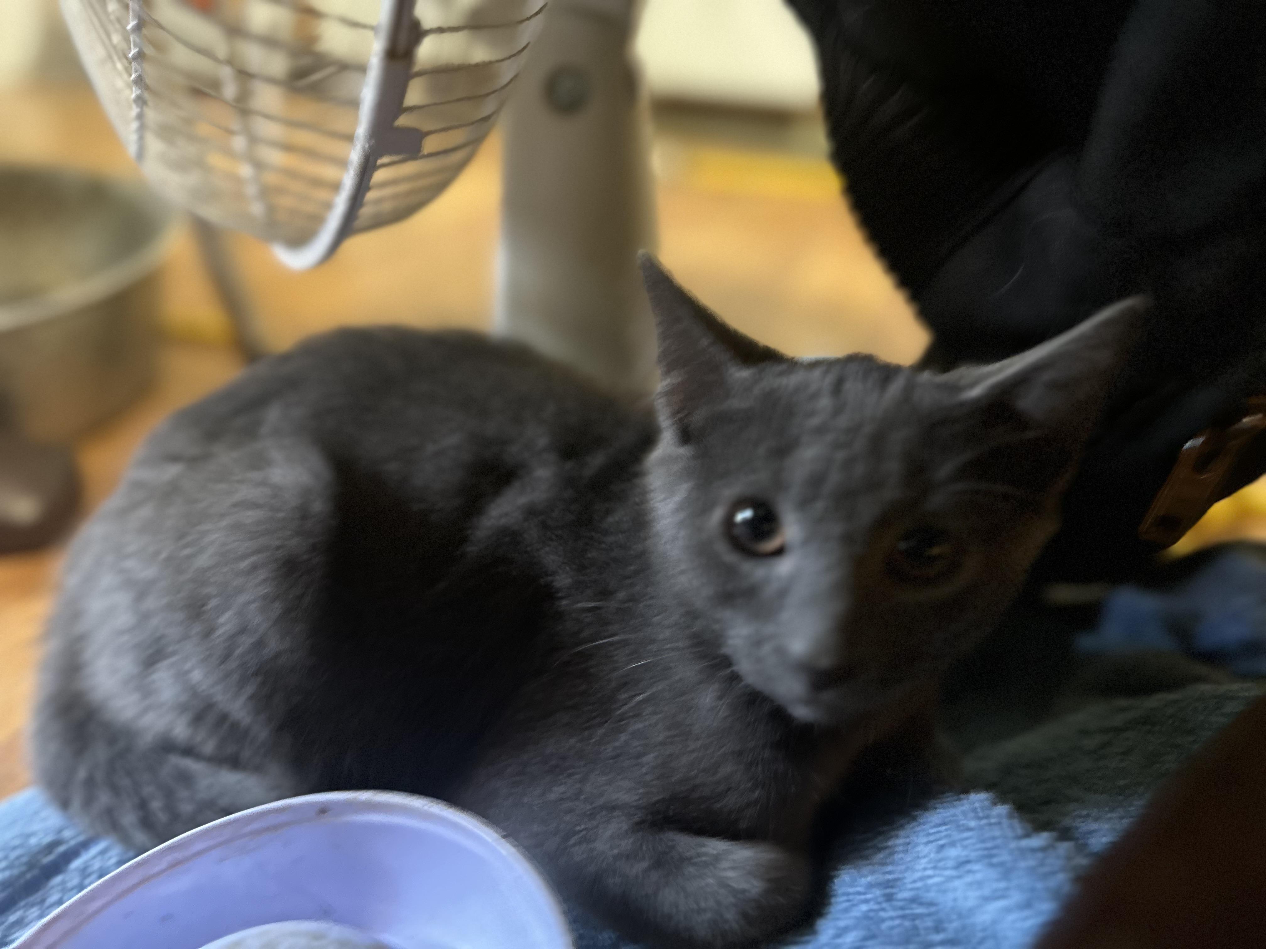 Barney, a Adoptable mixed breed in Marlette, MI image 2/3