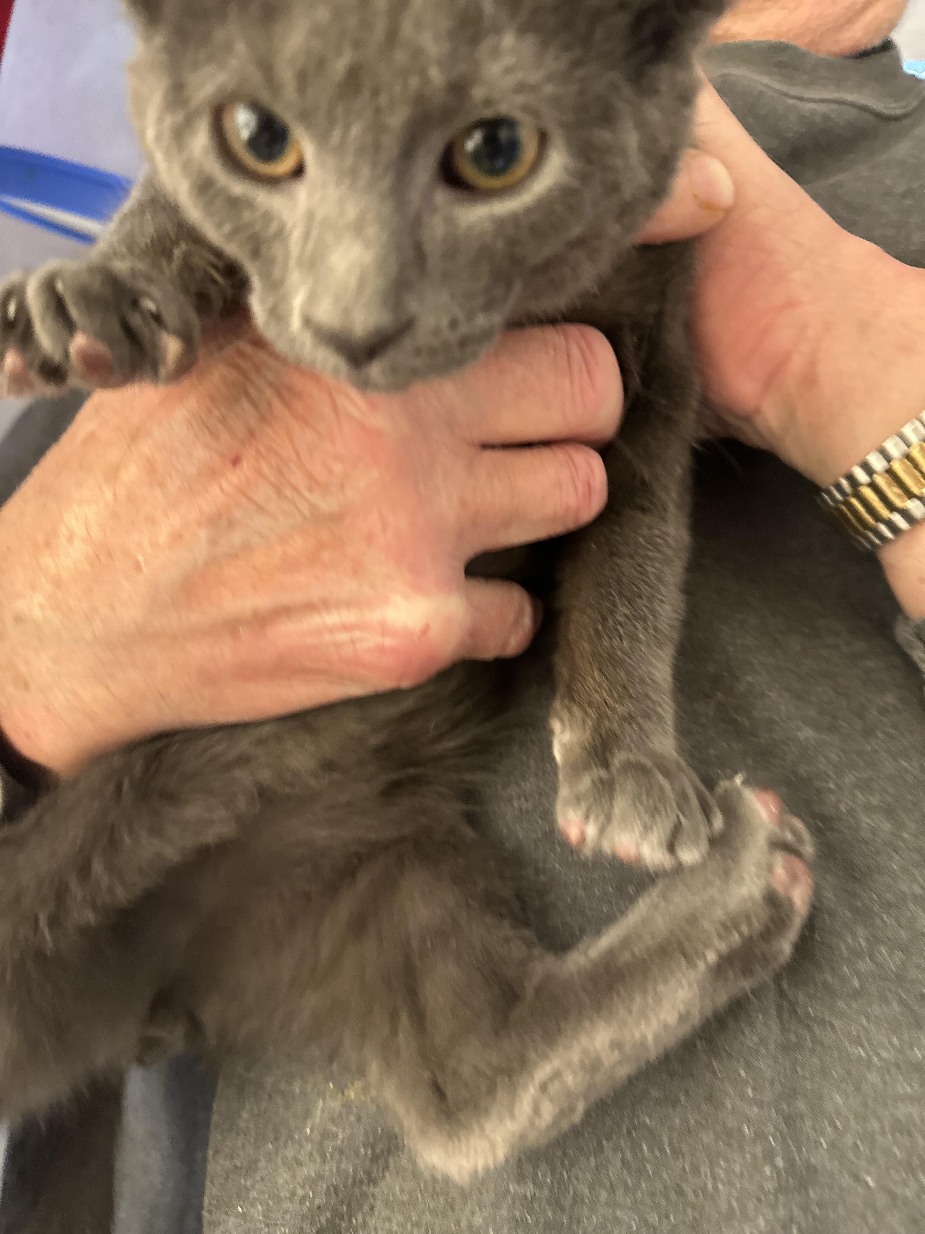 Barney, a Adoptable mixed breed in Marlette, MI image 3/3