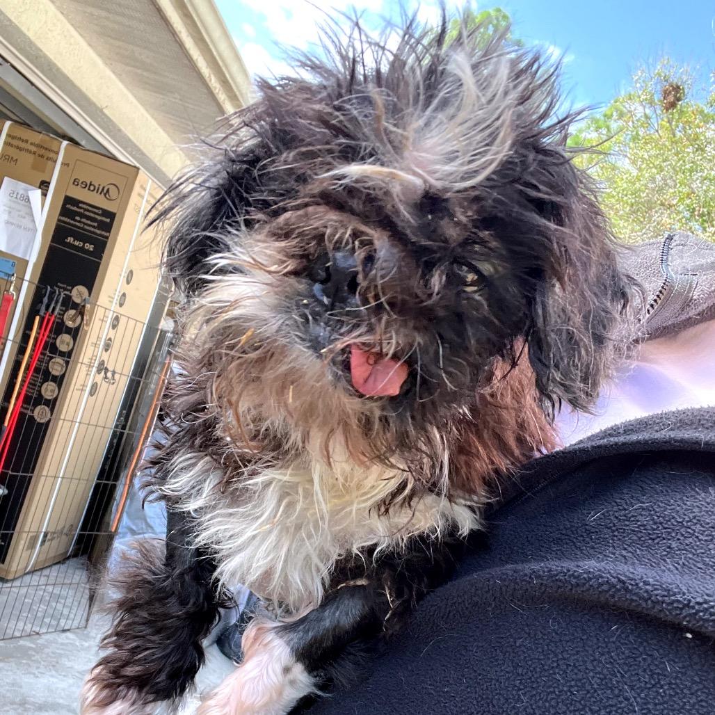 Enlarge Oliver Tux, a Adoptable Shih Tzu in North Port, FL image 1/3