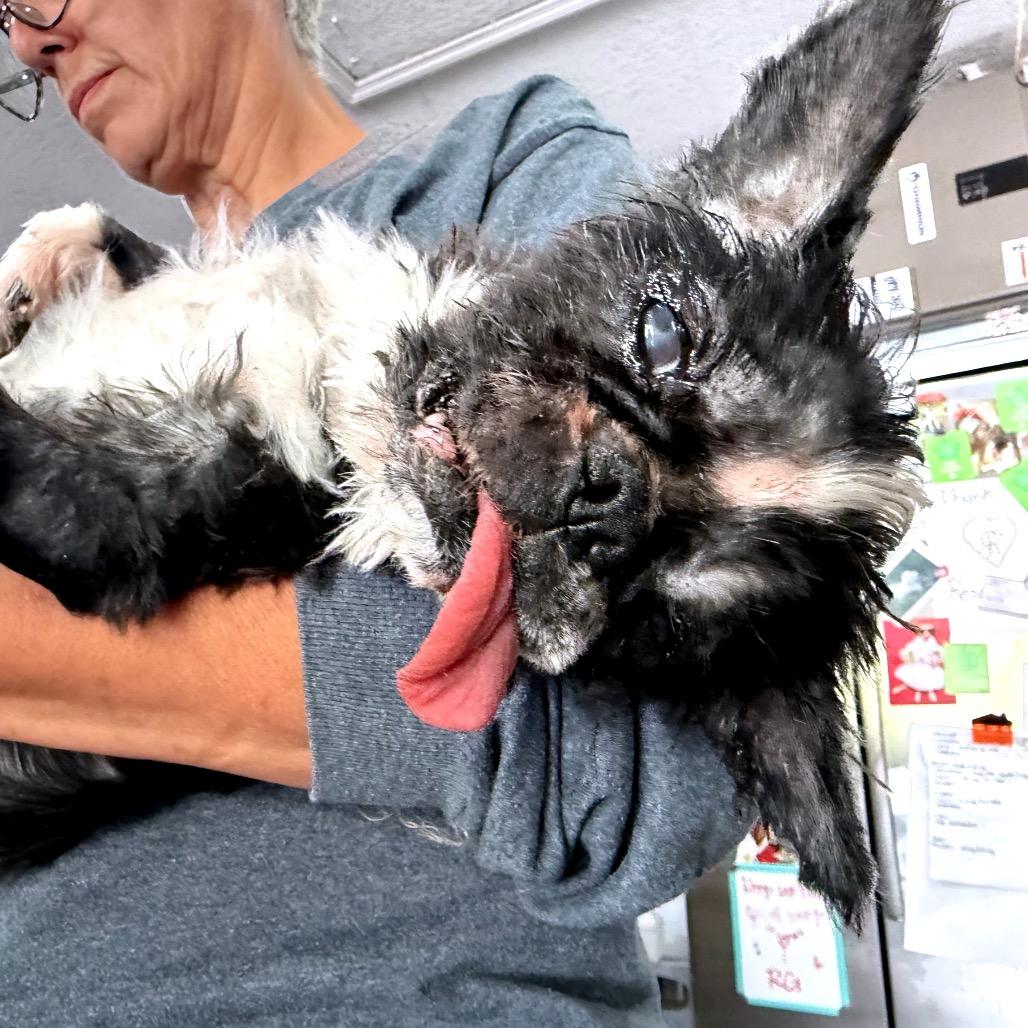 Enlarge Oliver Tux, a Adoptable Shih Tzu in North Port, FL image 2/3