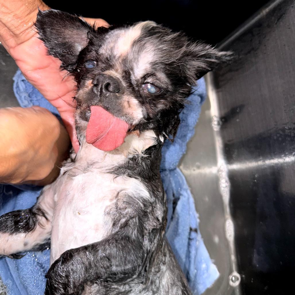 Enlarge Oliver Tux, a Adoptable Shih Tzu in North Port, FL image 3/3