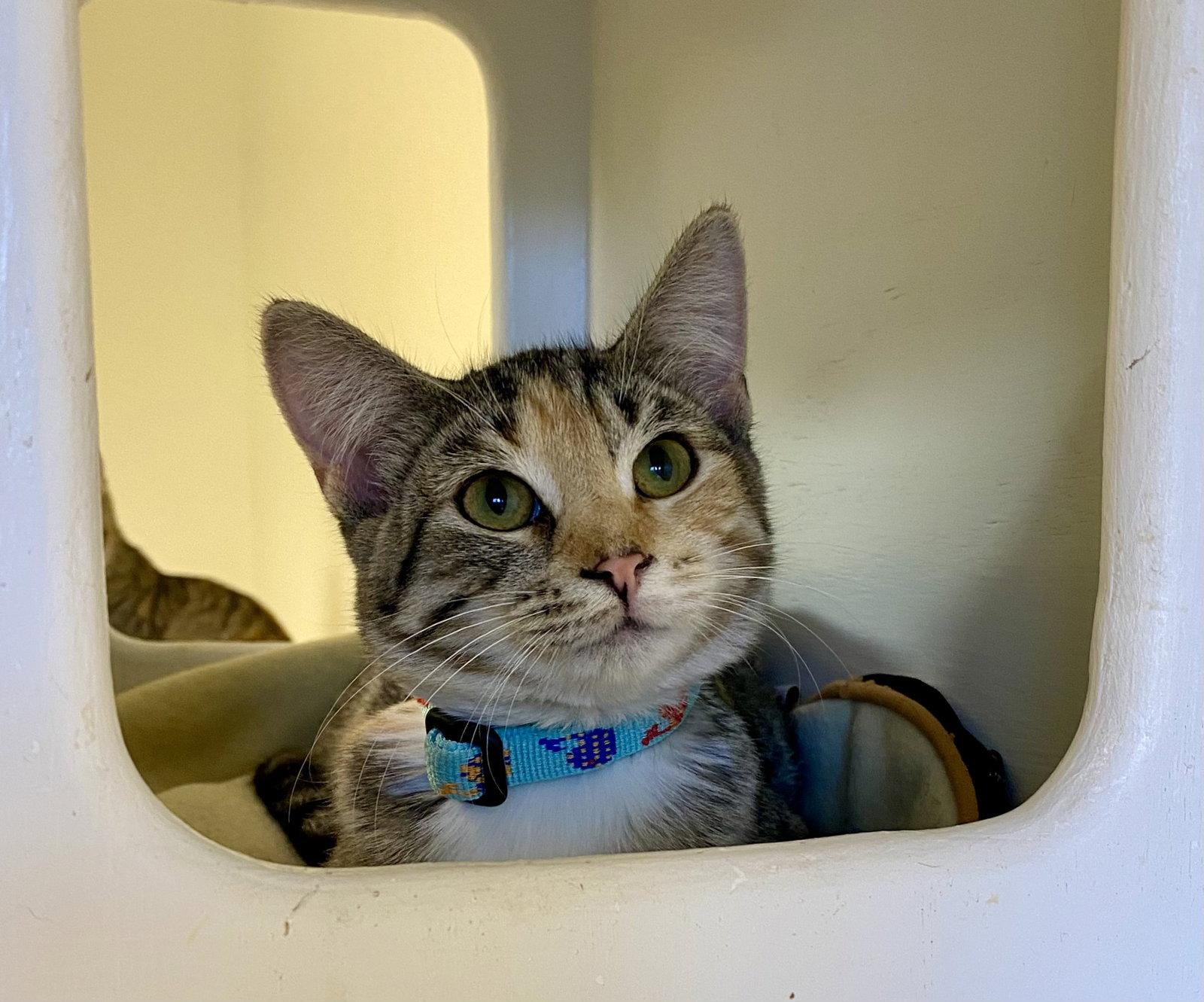 Coral, Adoptable, Young Female Domestic Short Hair & Torbie.
