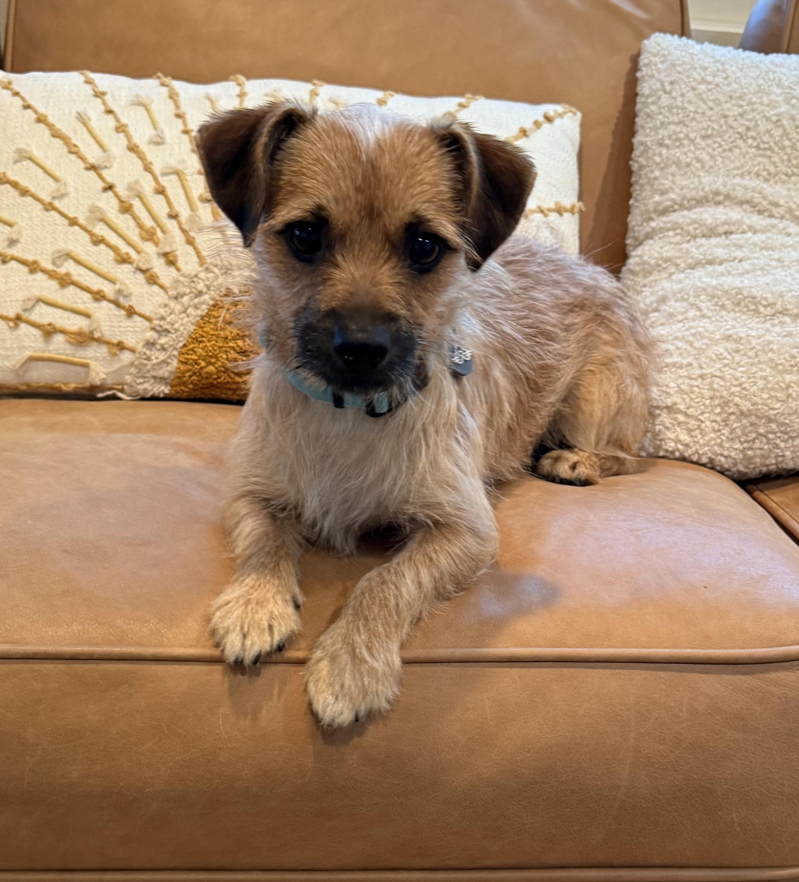 Ripley, Adoptable, Young Male Norfolk Terrier & Terrier.