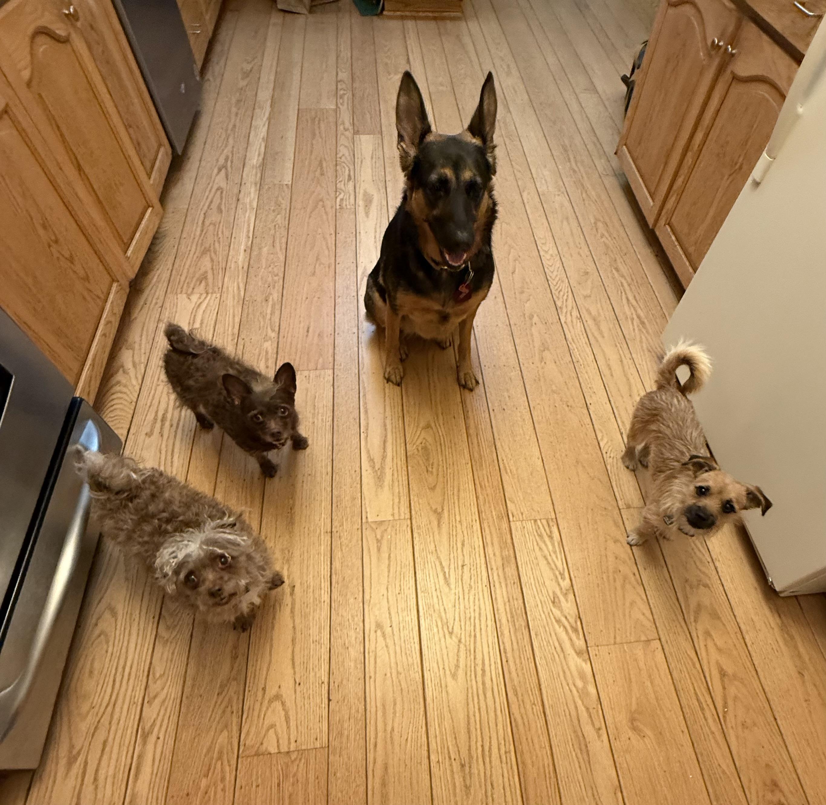 Ripley, a Adoptable mixed breed in San Anselmo, CA image 3/5