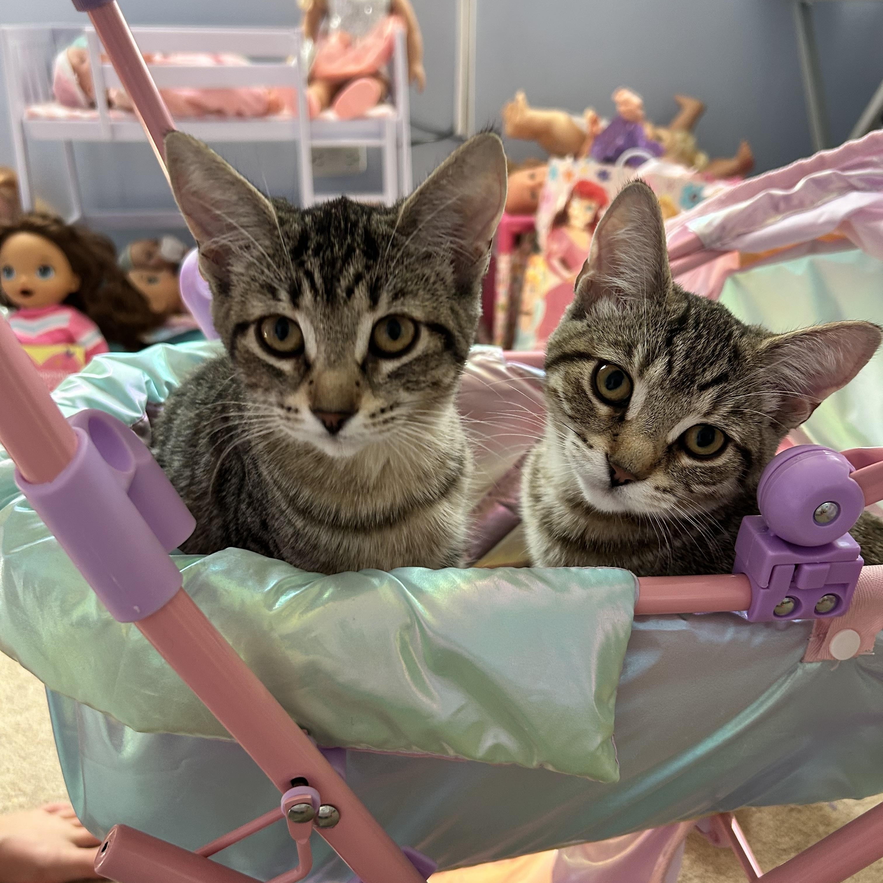 CINNAMON (bonded with Honey), adopted, Kitten Female Tabby.