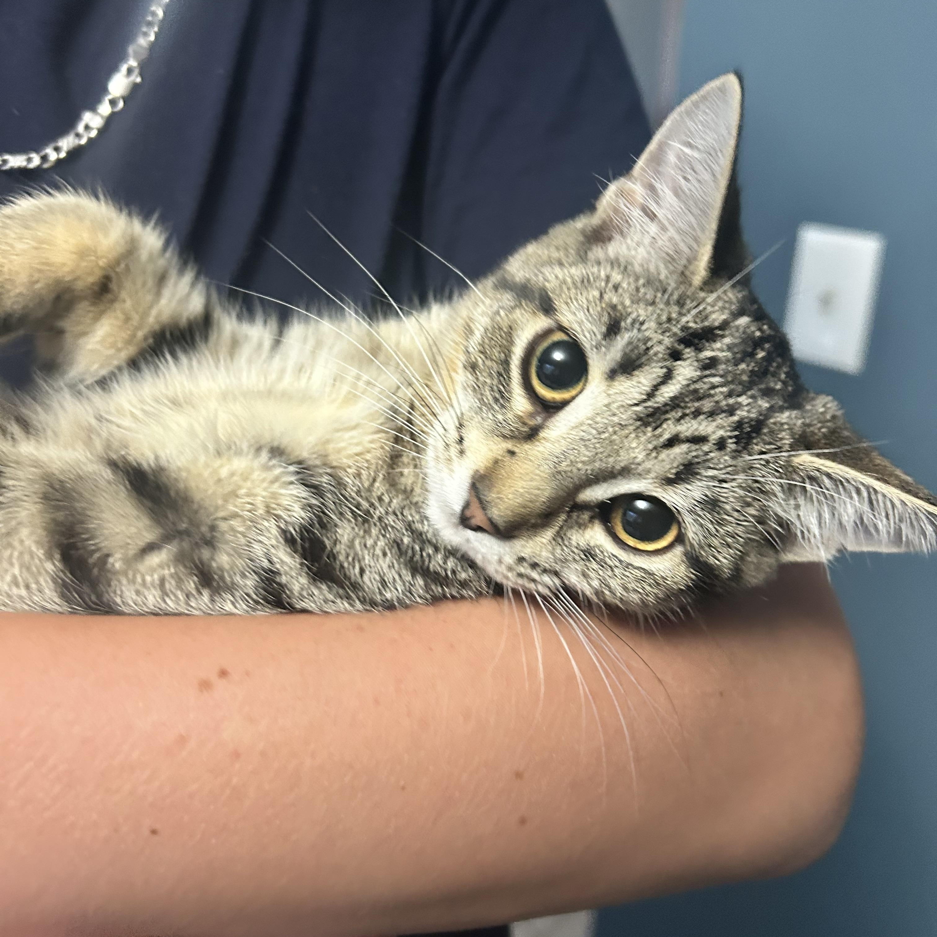 Enlarge CINNAMON (bonded with Honey), an adopted Tabby in Shakespeare, ON image 3/3