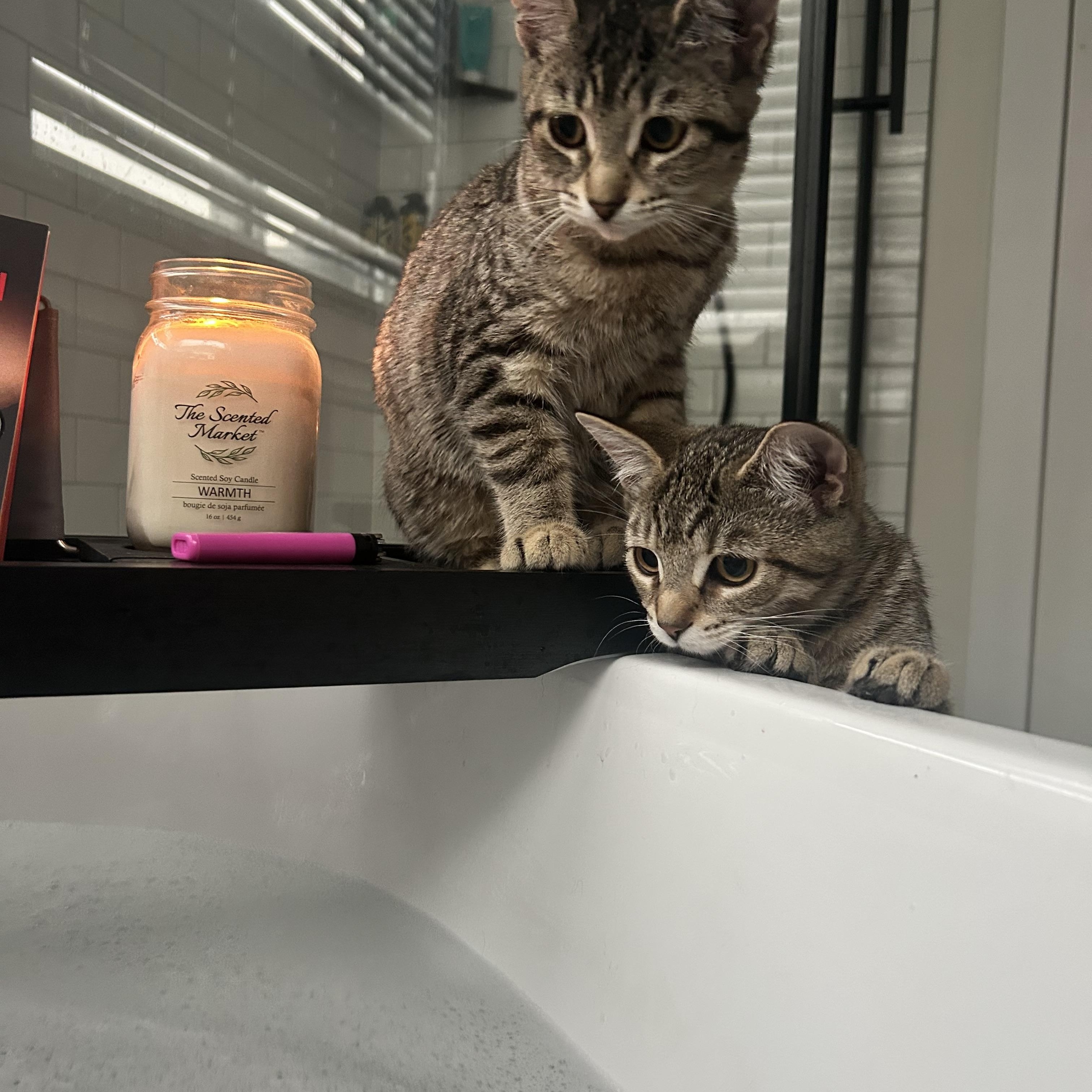 Enlarge CINNAMON (bonded with Honey), an adopted Tabby in Shakespeare, ON image 2/3