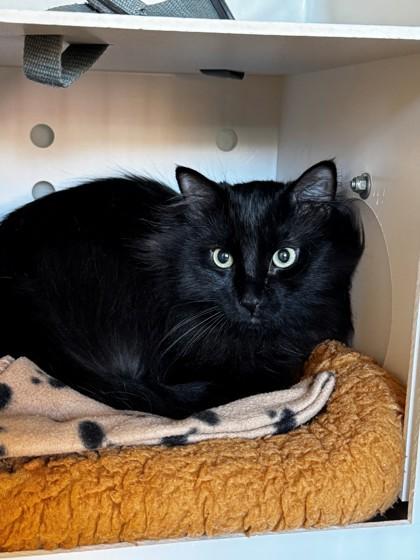 Enlarge Seven, a Adoptable mixed breed in Kalispell, MT image 1/1