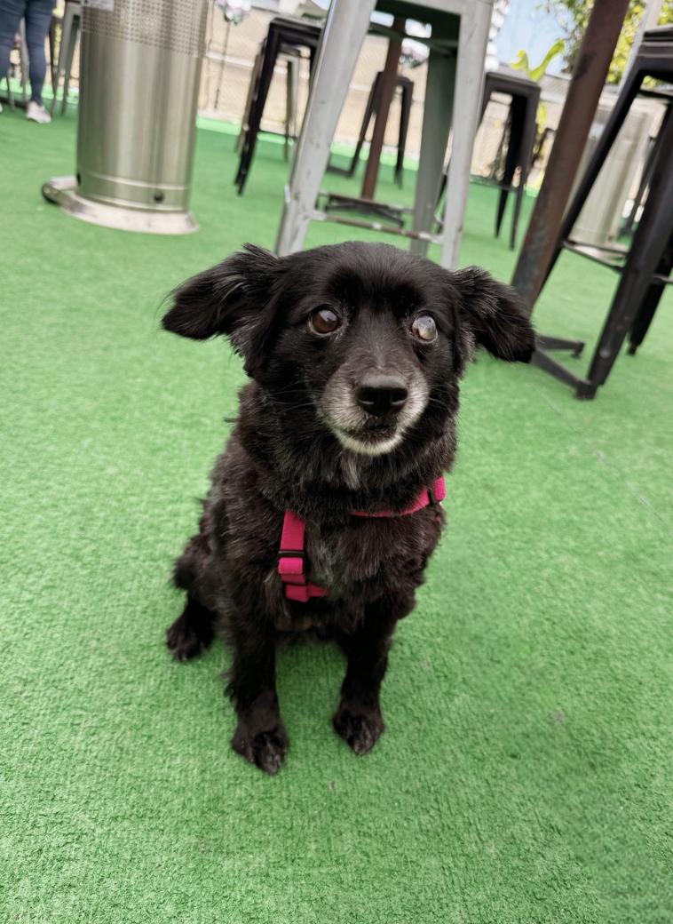 Enlarge Dolly, a Adoptable mixed breed in Los Angeles, CA image 1/1