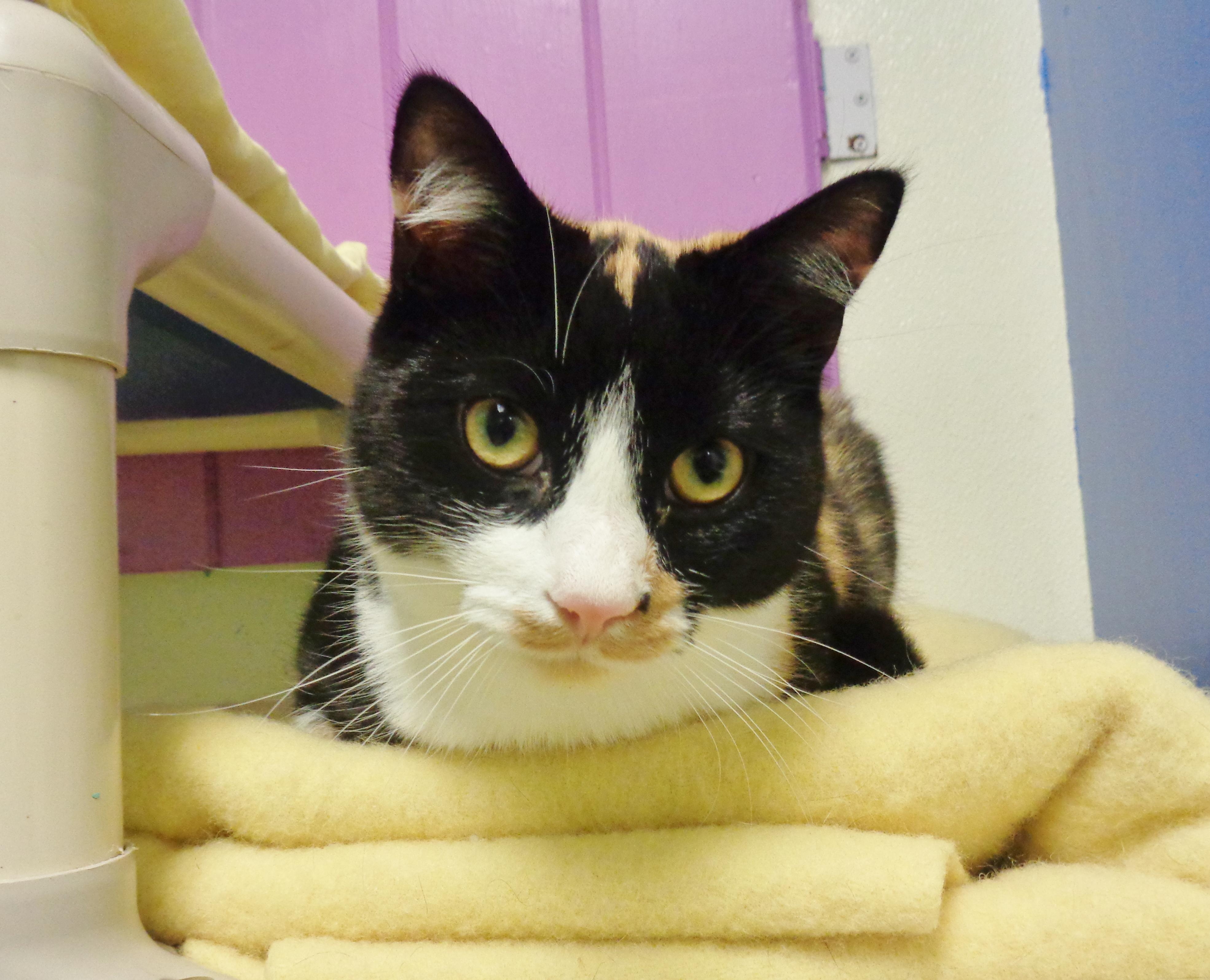 Enlarge JANE, a Adoptable Calico in Delhi, NY image 1/6
