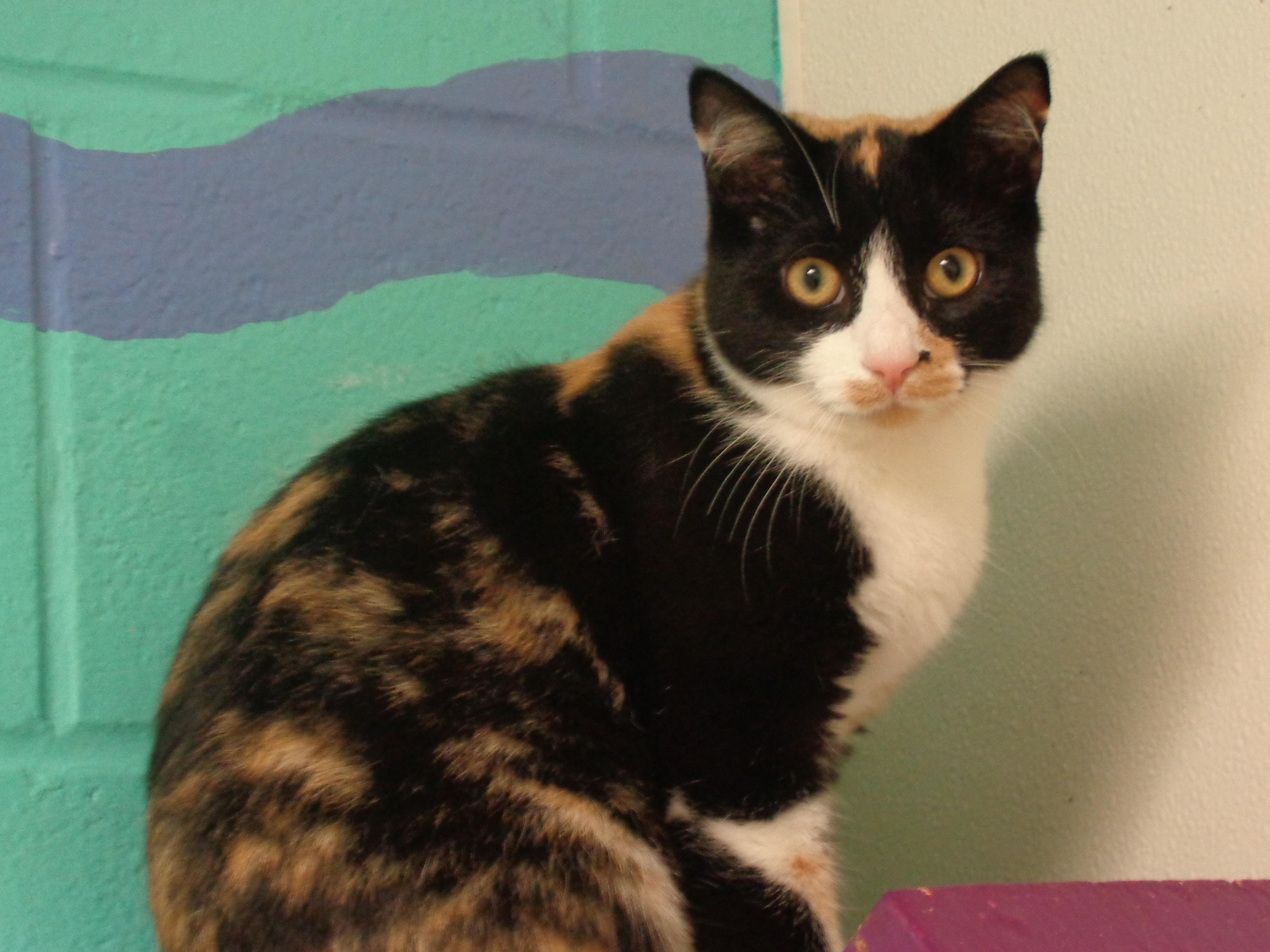 Enlarge JANE, a Adoptable Calico in Delhi, NY image 6/6