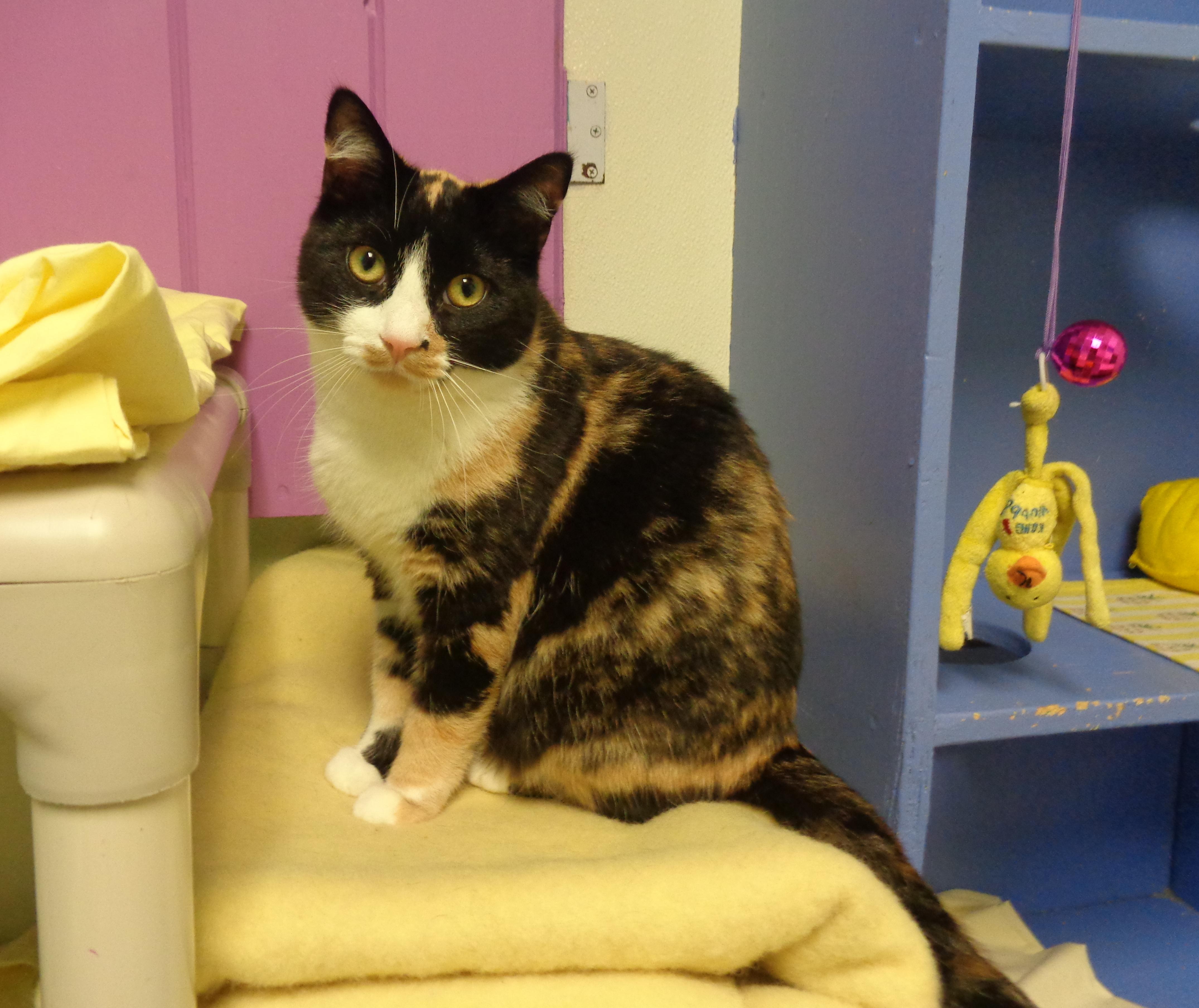 Enlarge JANE, a Adoptable Calico in Delhi, NY image 2/6