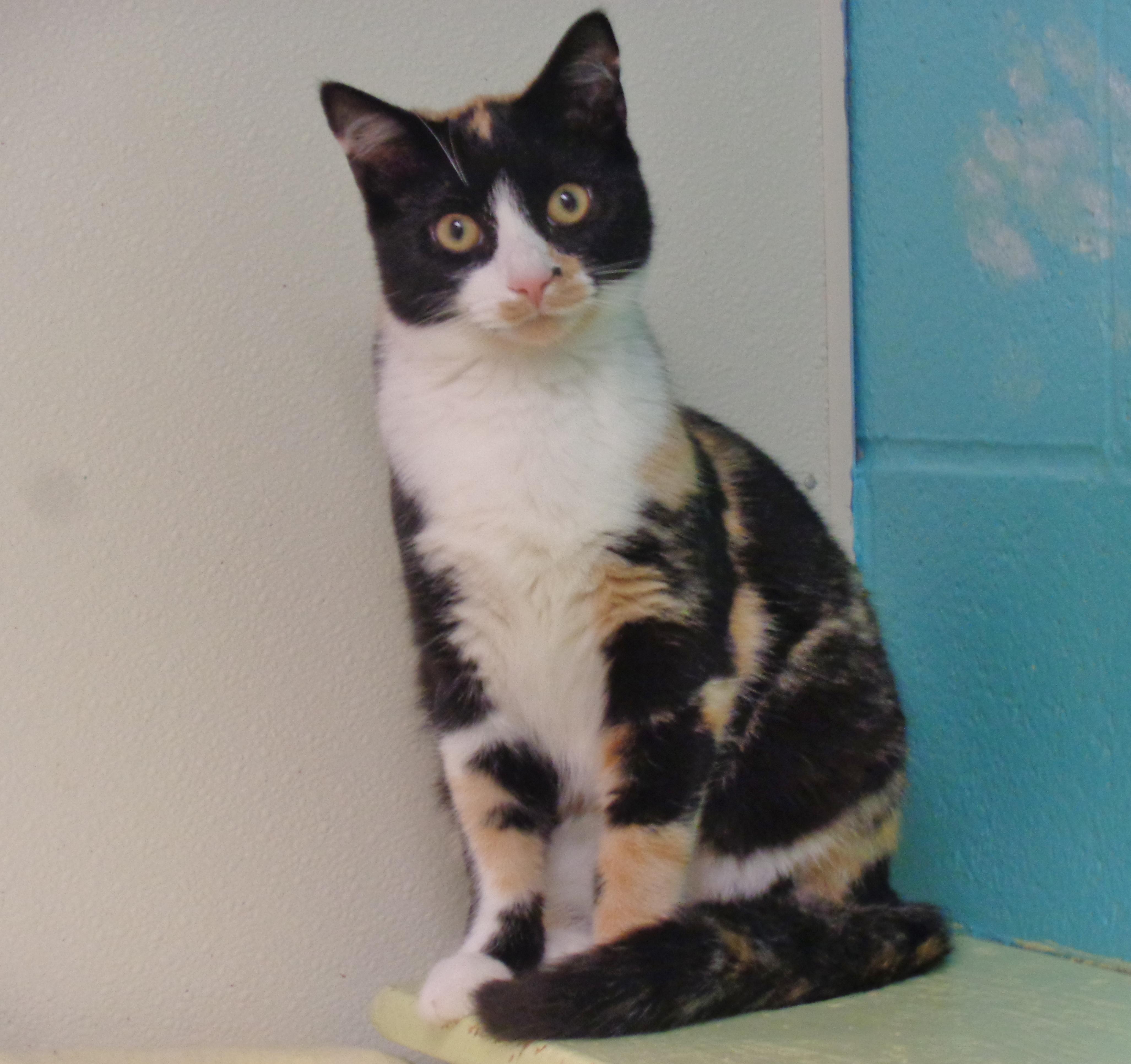 Enlarge JANE, a Adoptable Calico in Delhi, NY image 3/6