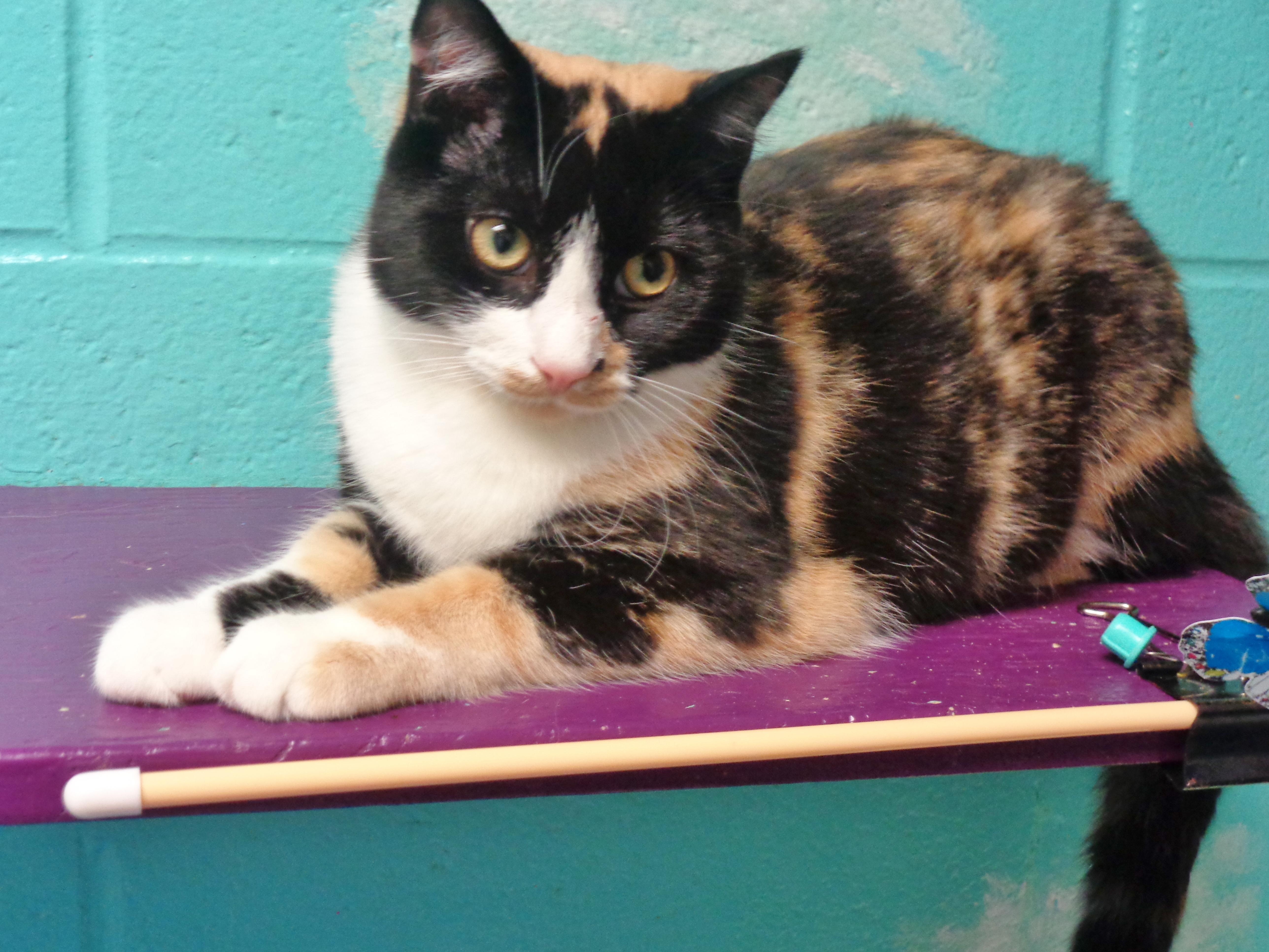 Enlarge JANE, a Adoptable Calico in Delhi, NY image 4/6