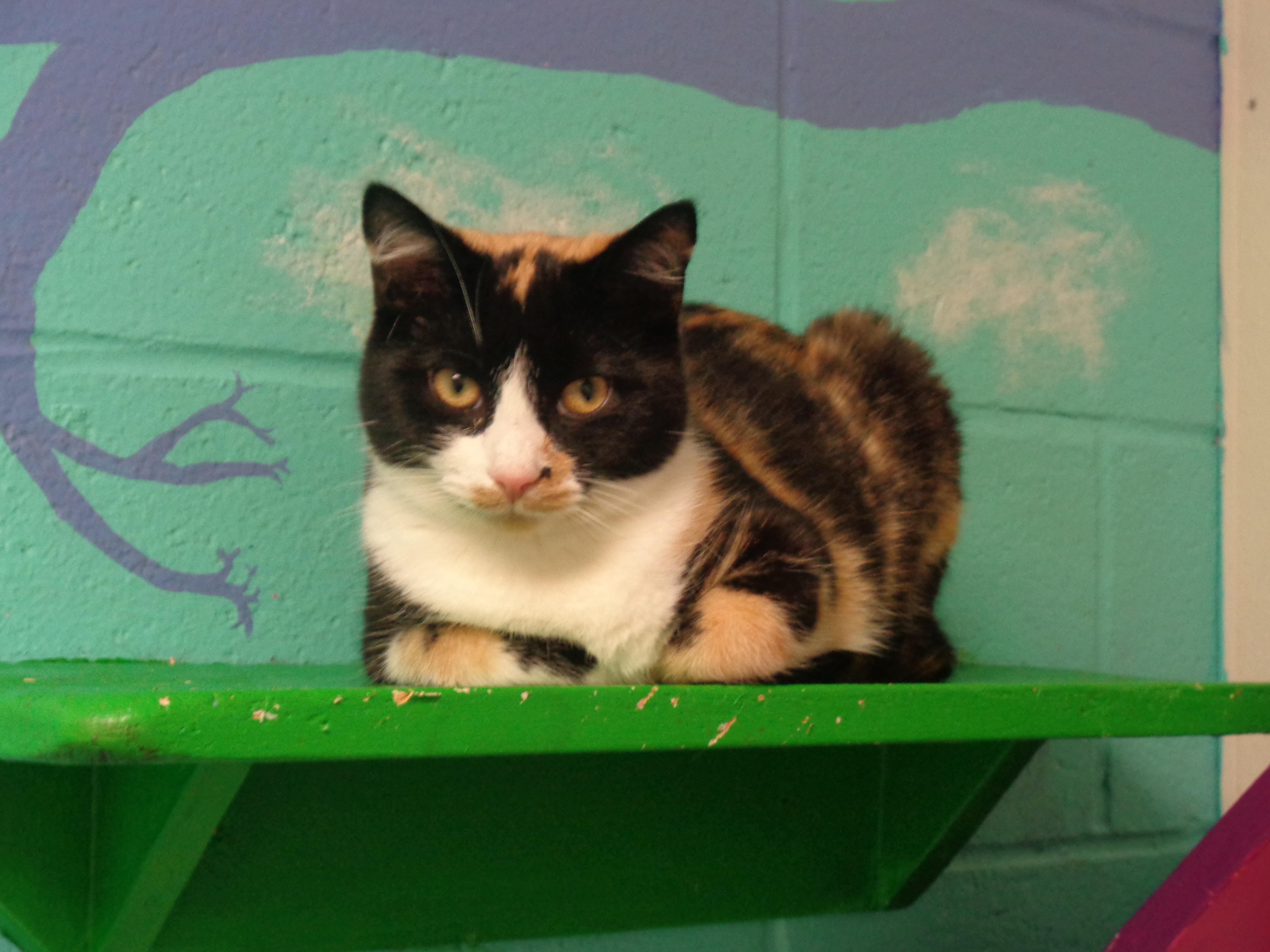 Enlarge JANE, a Adoptable Calico in Delhi, NY image 5/6