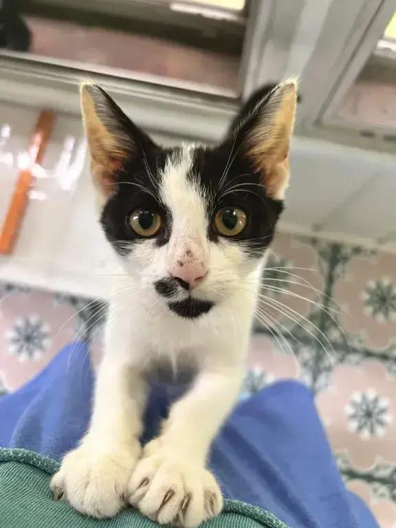 Enlarge Motorhead, a Adoptable mixed breed in Grand Rapids, MI image 2/6