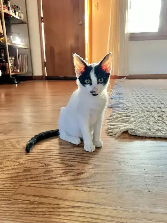 Enlarge Motorhead, a Adoptable mixed breed in Grand Rapids, MI image 3/6