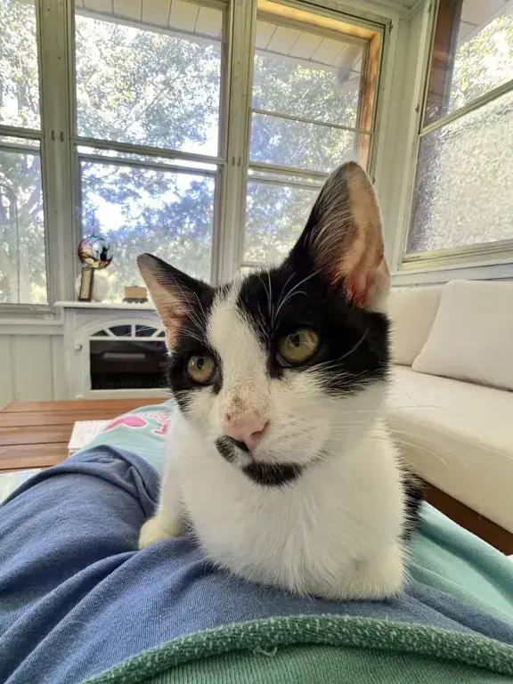 Enlarge Motorhead, a Adoptable mixed breed in Grand Rapids, MI image 6/6