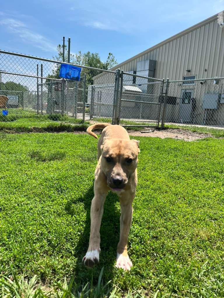 Nabu, a ADOPTABLE mixed breed in Benton Harbor, MI image 4/5