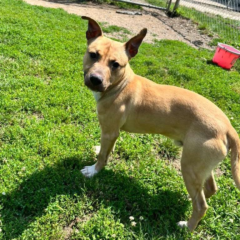 Nabu, a ADOPTABLE mixed breed in Benton Harbor, MI image 5/5