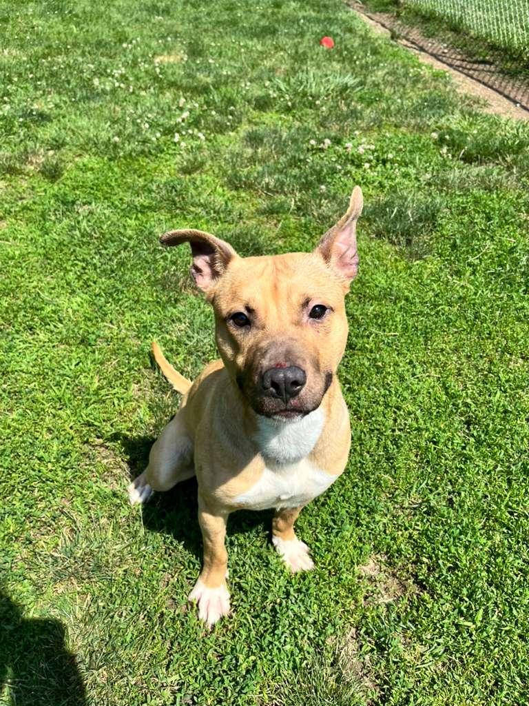 Nabu, ADOPTABLE, Young Male Pit Bull Terrier.
