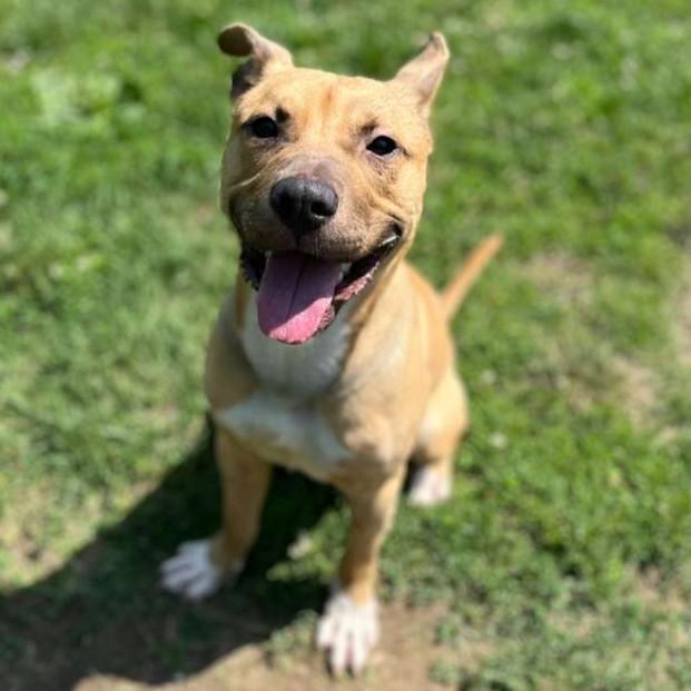 Nabu, a ADOPTABLE mixed breed in Benton Harbor, MI image 2/5