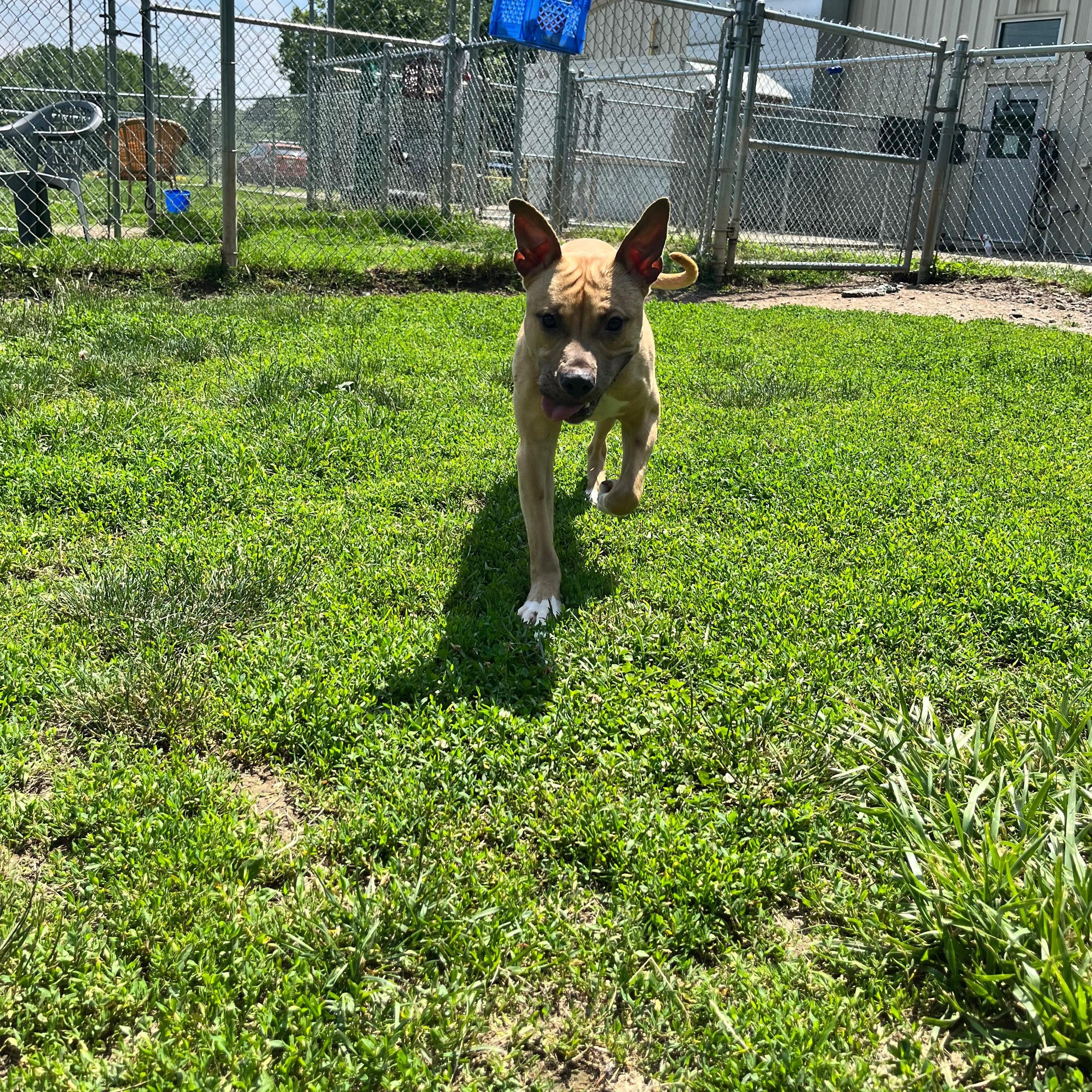 Nabu, a ADOPTABLE mixed breed in Benton Harbor, MI image 3/5