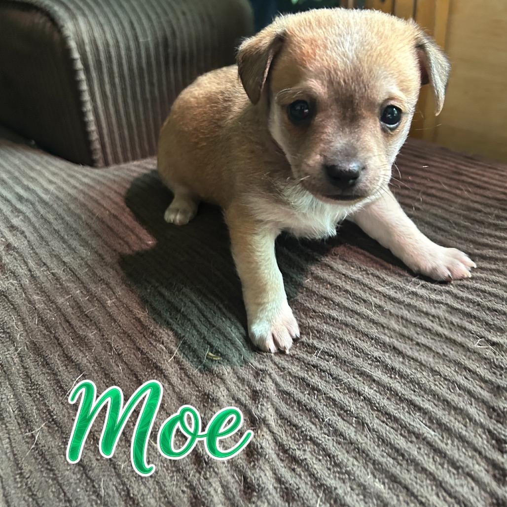 Enlarge Moe, a Adoptable mixed breed in Ferndale, WA image 1/1