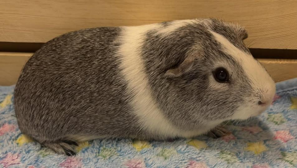 Rocket, Adopted, Young Male Guinea Pig.