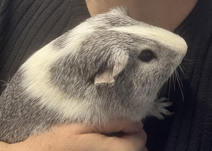Rocket, a Adopted Guinea Pig in Amherst, NY image 2/2