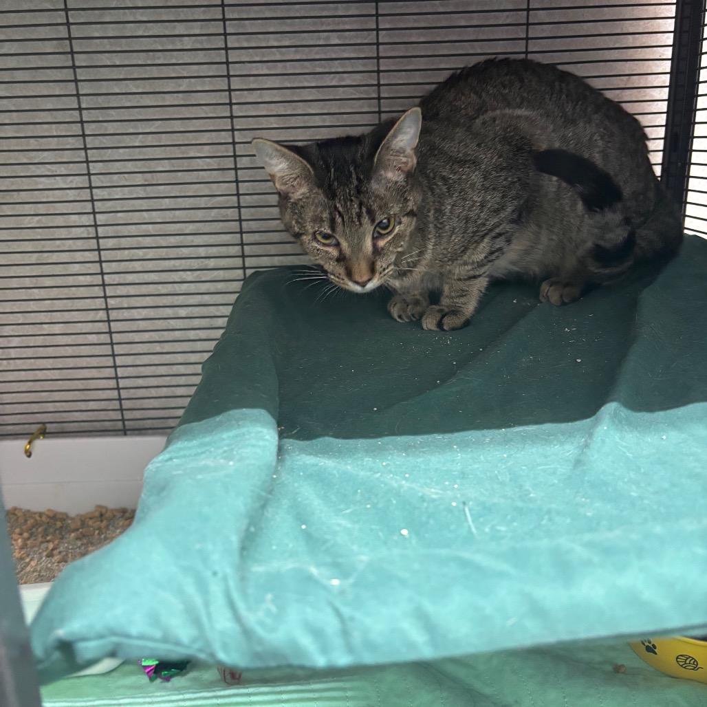 Montana, Adoptable, Adult Female Domestic Short Hair.