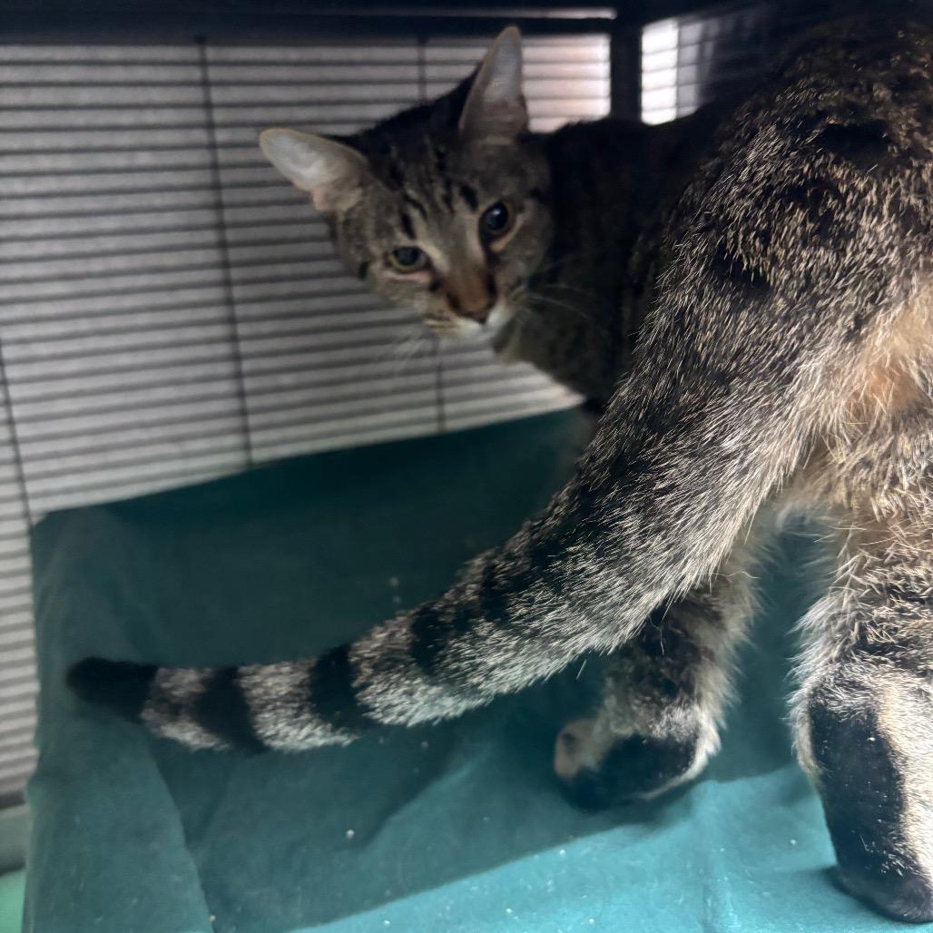 Enlarge Montana, a Adoptable Domestic Short Hair in Hinesville, GA image 2/2