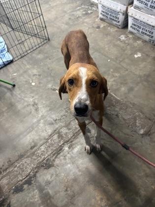 Enlarge Memphis, a Adoptable Mixed Breed in Georgetown, SC image 1/1