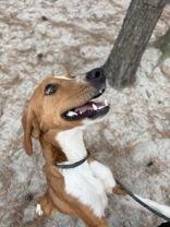 Memphis, a Adoptable Mixed Breed in Georgetown, SC image 1/2